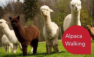 The Small Business Academy -Alpaca Walking